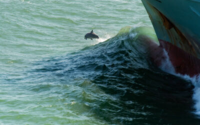 First global treaty to protect ocean life enters into force