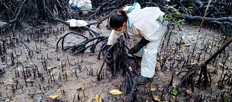 Manual removal of oil waste from the Princess Empress and cleaning of mangrove roots with absorbent pads.