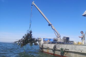 Tree reefs being lowered into the Wadden Sea