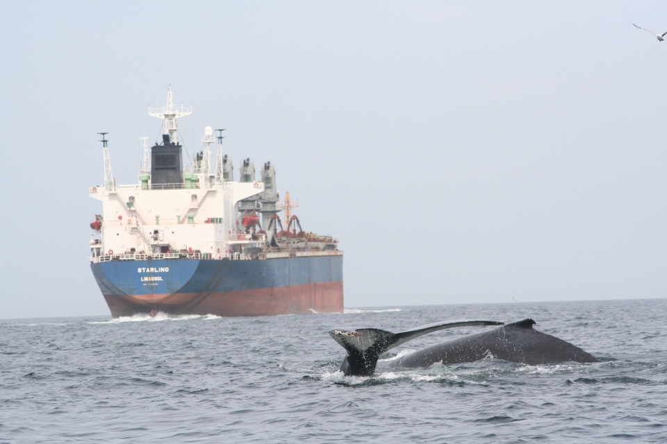 WSC launches global navigational aid to protect whales