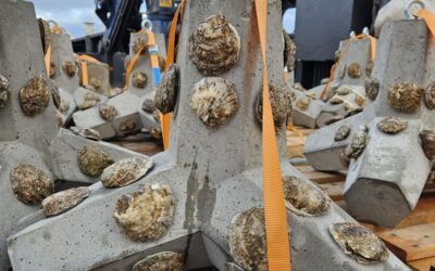 Ørsted and Van Oord install oyster structures in North Sea