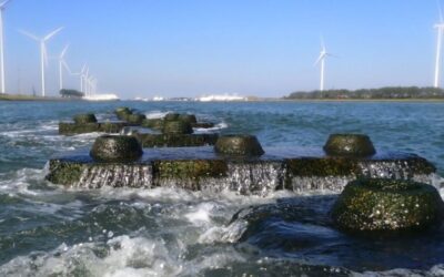 Reefblocks advance biodiversity and coastal protection