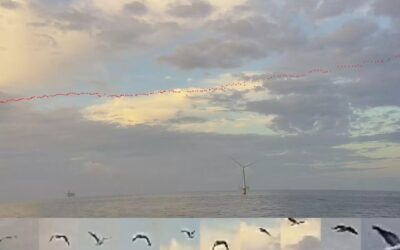 Fugro and Spoor monitor birds with AI at offshore wind farms