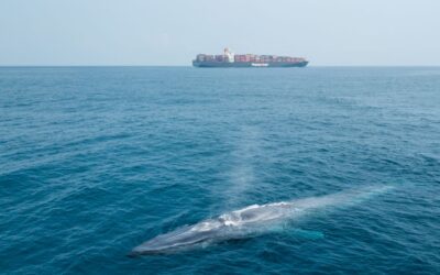 Whale Alert app launches in Europe