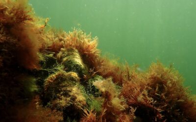 Pilot trials oyster reef restoration in Port of Rotterdam