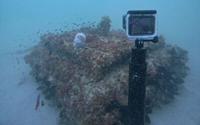 Ecocoast launches Ecoreef nature-based mooring block