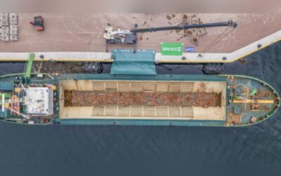DEME in oyster reef restoration project in Belgian North Sea