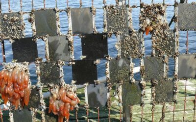 Biocide-free antifouling paint performs best